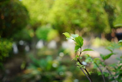 Close-up of green plant