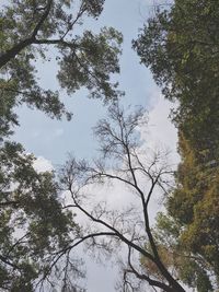 Low angle view of trees against sky