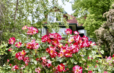 Close-up of pink flowering plants in park