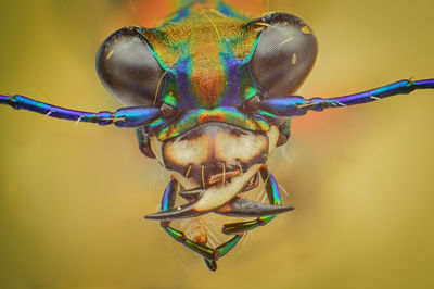 Close-up portrait of an insect