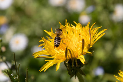 Close-up of bee pollinating on yellow flower