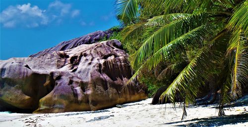 Scenic view of palm trees on beach