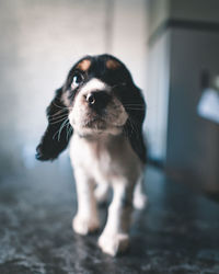 Close-up portrait of a dog