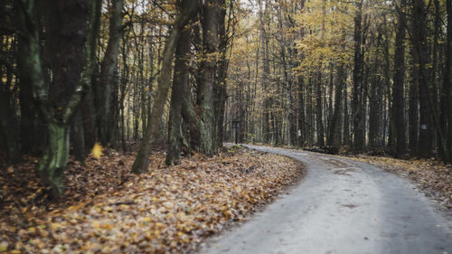 Road amidst trees in forest