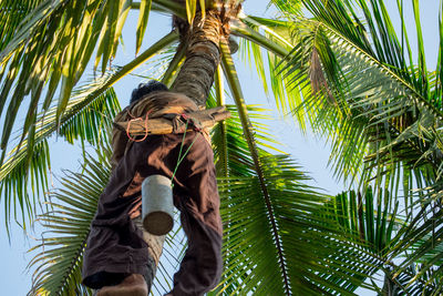 Woman photographing palm tree