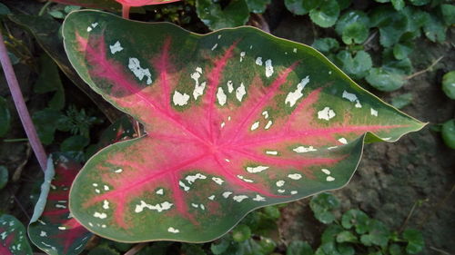 Close-up of wet maple leaf