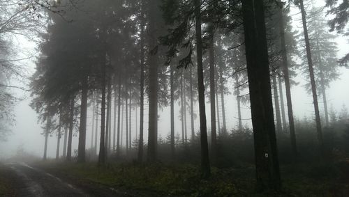 Trees in forest