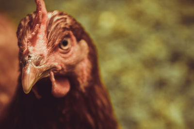 Close-up of a bird