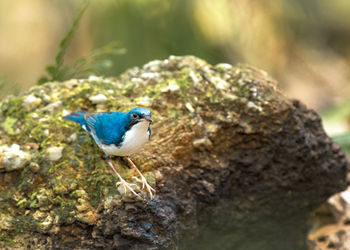 Close-up of bird perching on wood