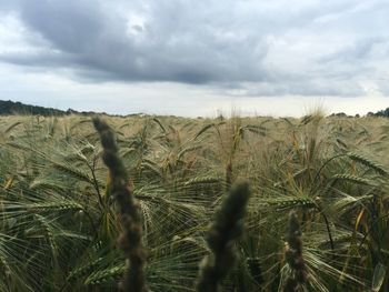 Scenic view of field against cloudy sky