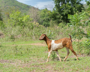 Side view of a horse on field