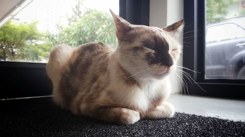 Close-up of cat sitting on window sill