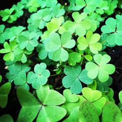 Close-up of fresh green plants