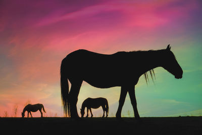 Horse standing on field against sky during sunset