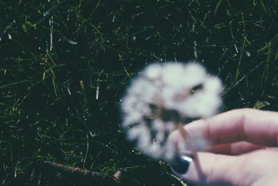 Hand holding plant against blurred background