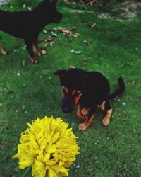 Dog on yellow flower