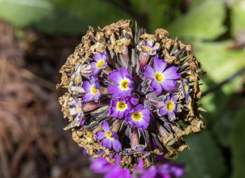 Close-up of insect on purple flower