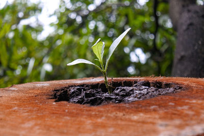 Close-up of small plant