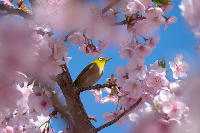 Low angle view of cherry blossoms in spring