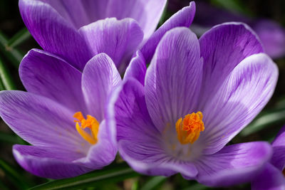 Close-up of purple crocus flowers