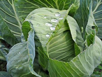 Close-up of wet leaves