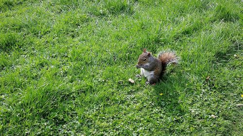 Squirrel on field