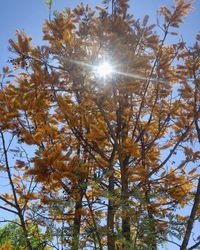 Low angle view of trees against bright sun