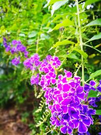 Close-up of purple flowers blooming outdoors