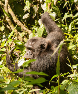 Gorilla relaxing on grassy field