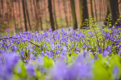 Close-up of purple flowers blooming in field