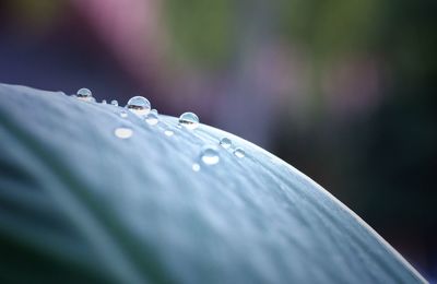 Close-up of wet purple flower