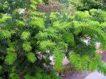 Plants growing on tree