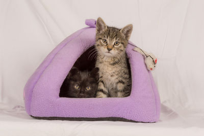 Close-up of kitten sitting on bed