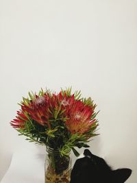 Close-up of red flower against white background