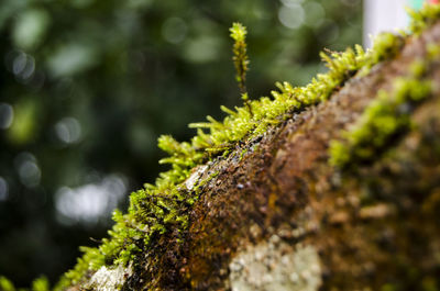 Close-up of moss growing on tree trunk