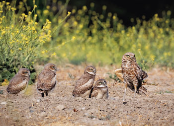 Burrowing owl family