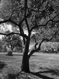 Bare trees against sky