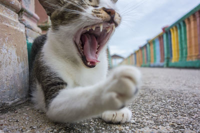 Close-up of stray cat yawning on street against sky