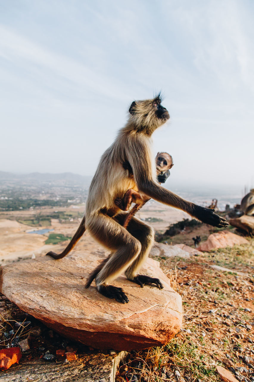 Close-up of monkeys against sky