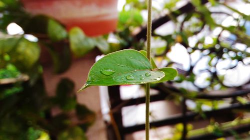 Close-up of green leaves