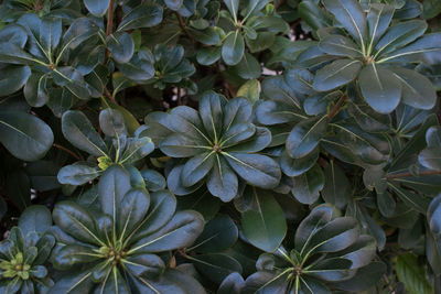 High angle view of plants