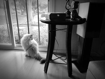 Dog sitting on table at home