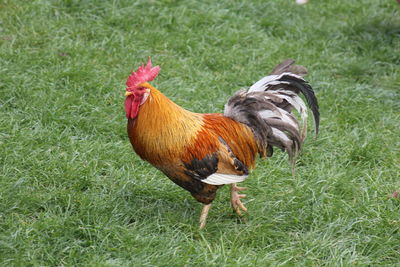 Close-up of a rooster on land
