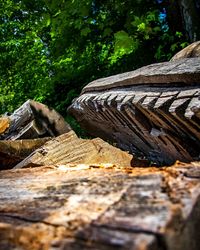 Low angle view of wood in forest
