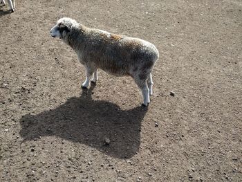 High angle view of sheep on field