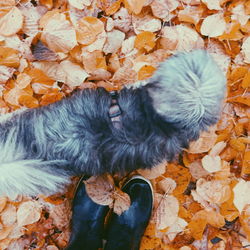 Close-up of puppy