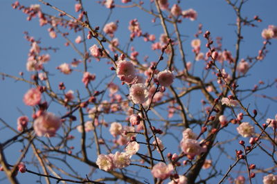 Low angle view of cherry blossom against sky