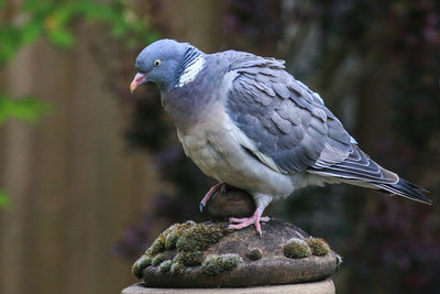 Close-up of bird perching outdoors