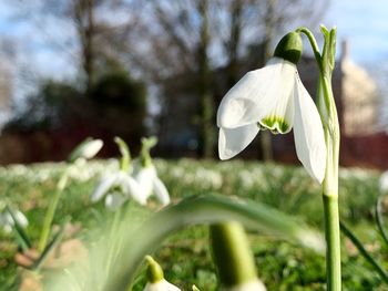 Close-up of white flowering plant