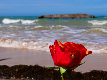 Close-up of red flower against sky